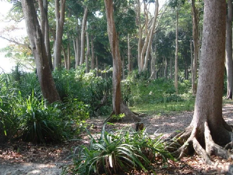 Jungle 2.jpg