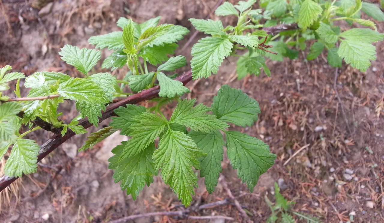 blackberry.jpg