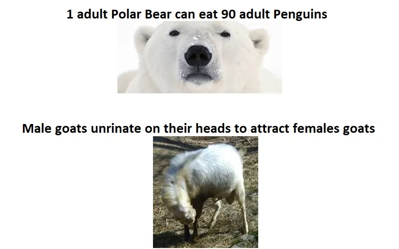 animal 1.jpg