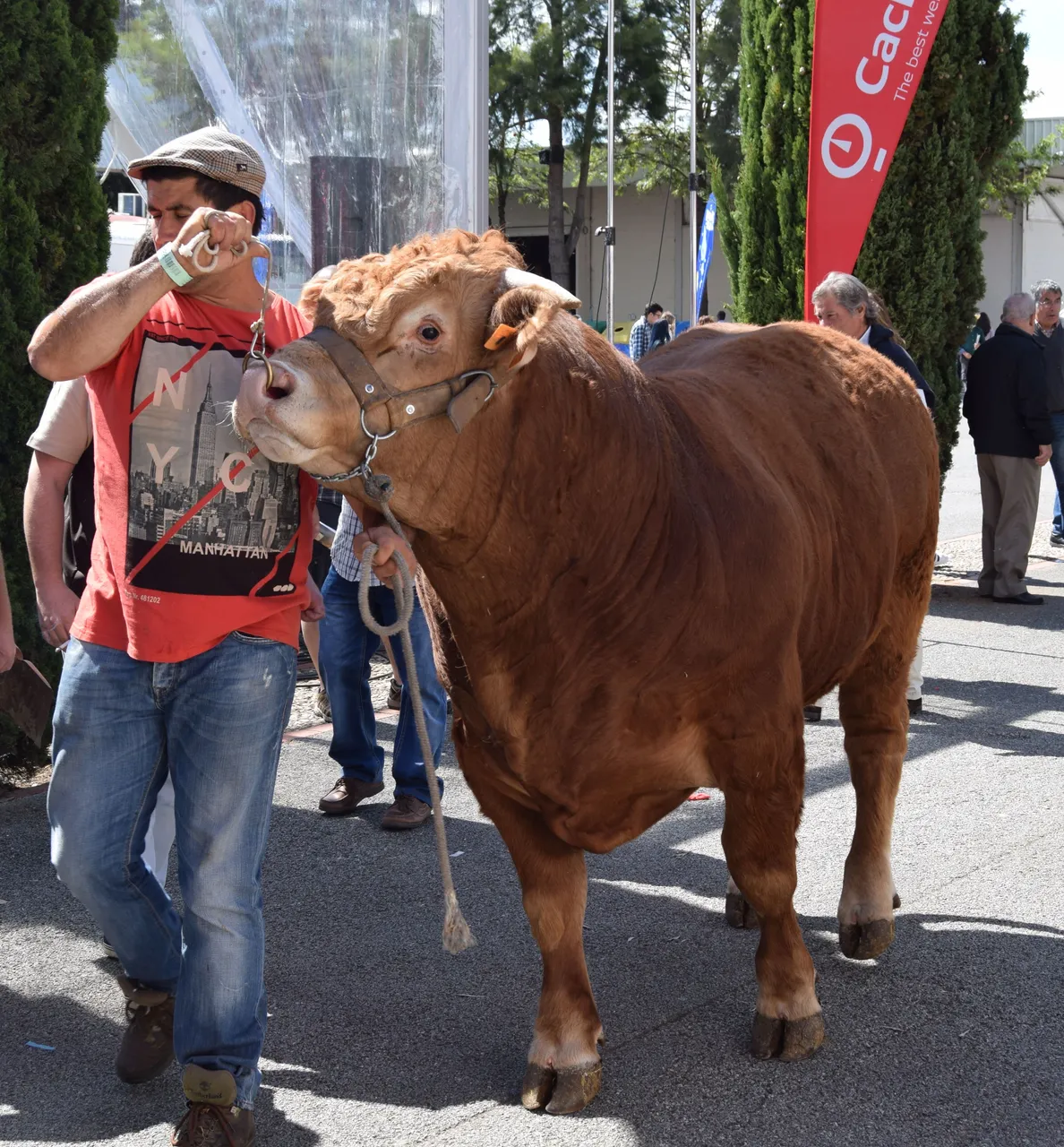 DSC_6918_e.jpg