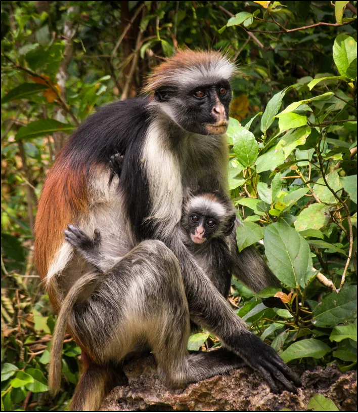 redcolobus.png