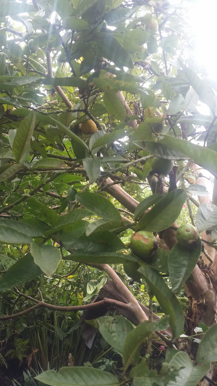treefruits.jpg