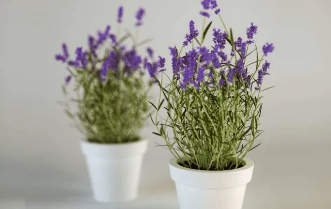 lavender11.png