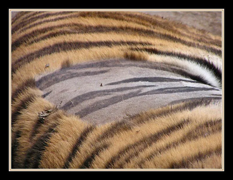 63 tiger.jpg