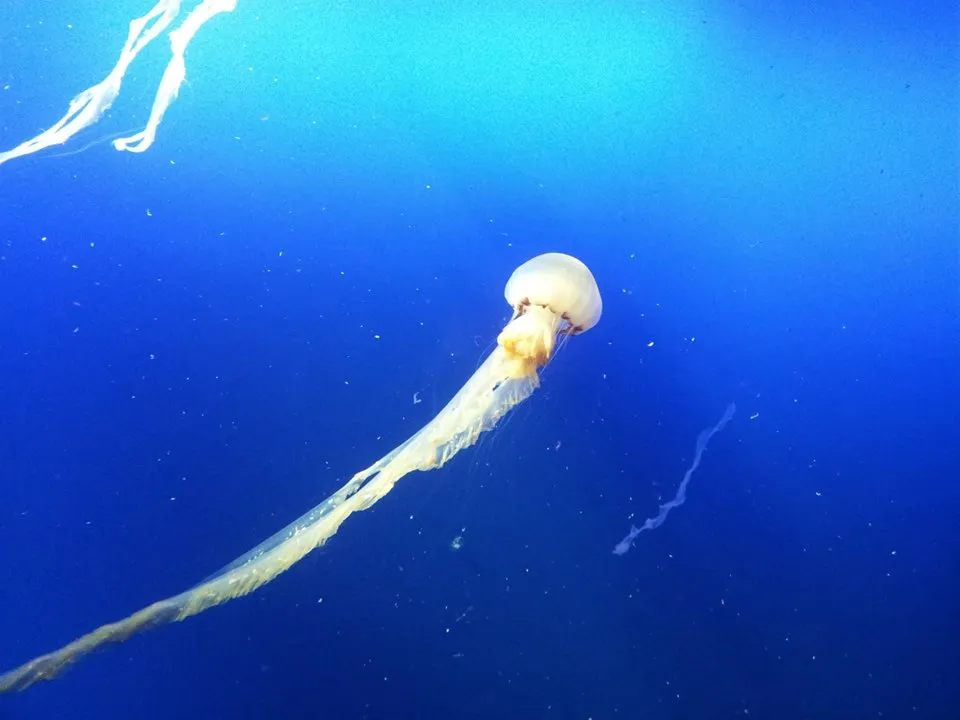 jelly_fish.jpg