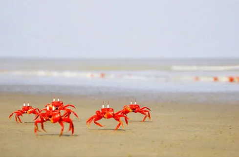 coxs-bazar.jpg