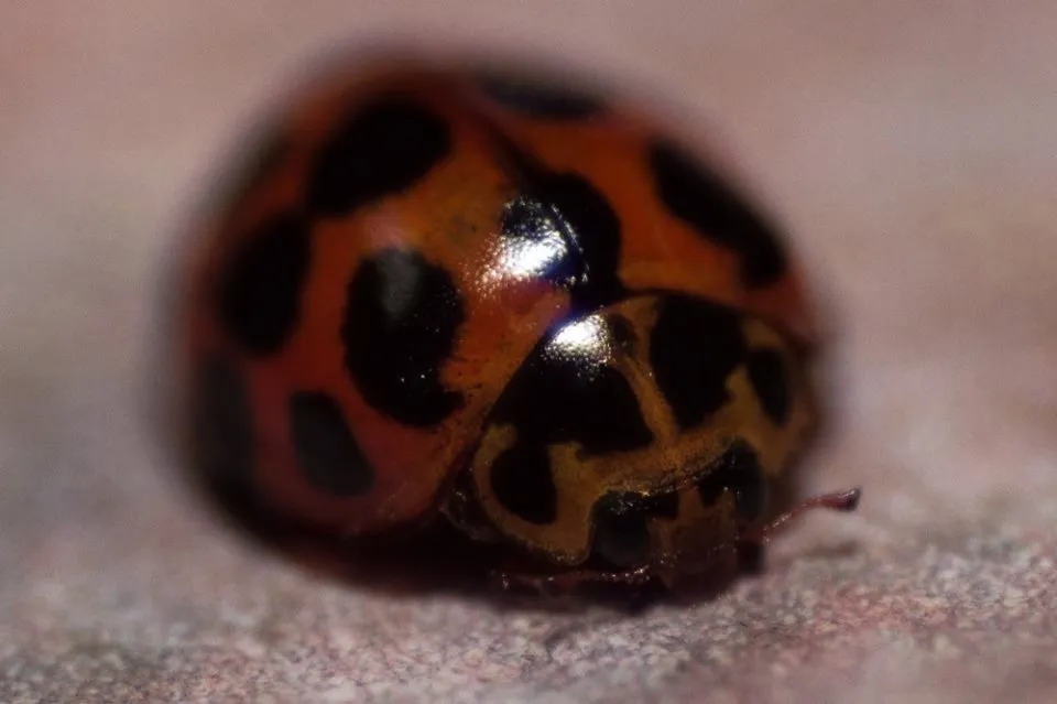 Lady bug.jpg