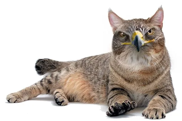 cat bird.jpg