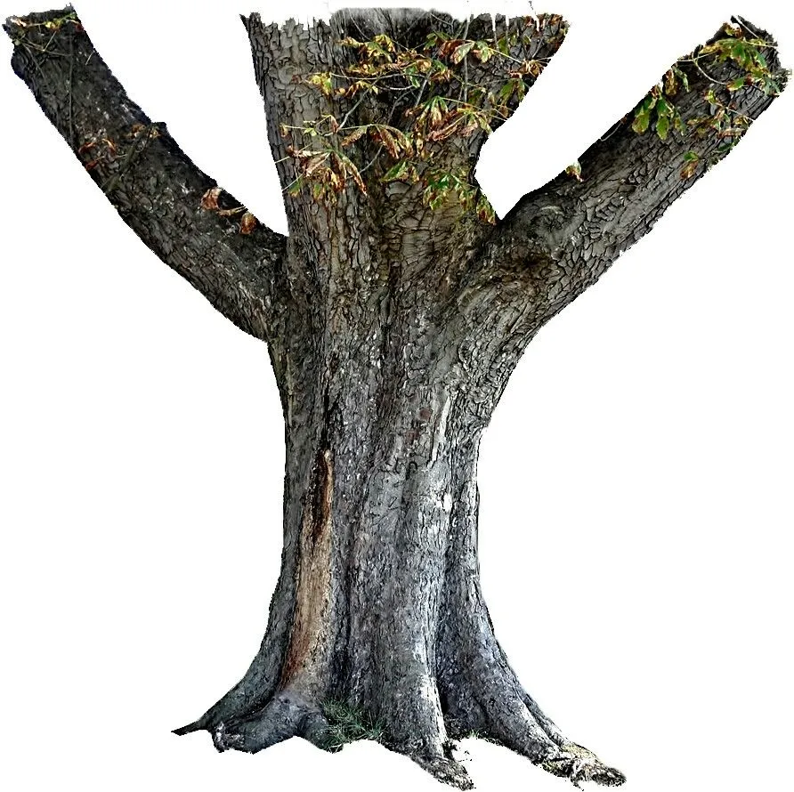 tree_trunk.jpg