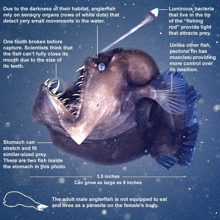 anglerfish.jpg