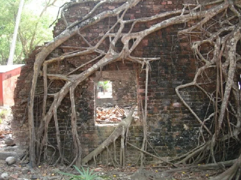 treething4.jpg