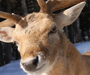 angry-deer.png