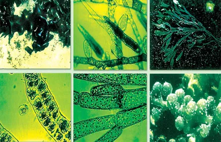microalgae.jpg