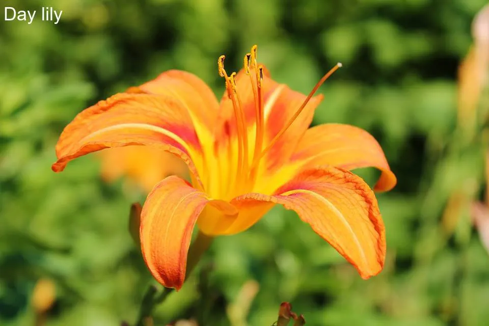 day lily.jpg