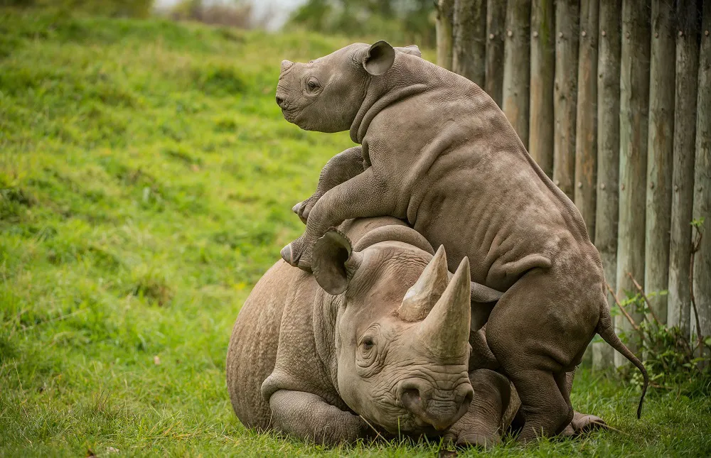 babyrhinos.jpg