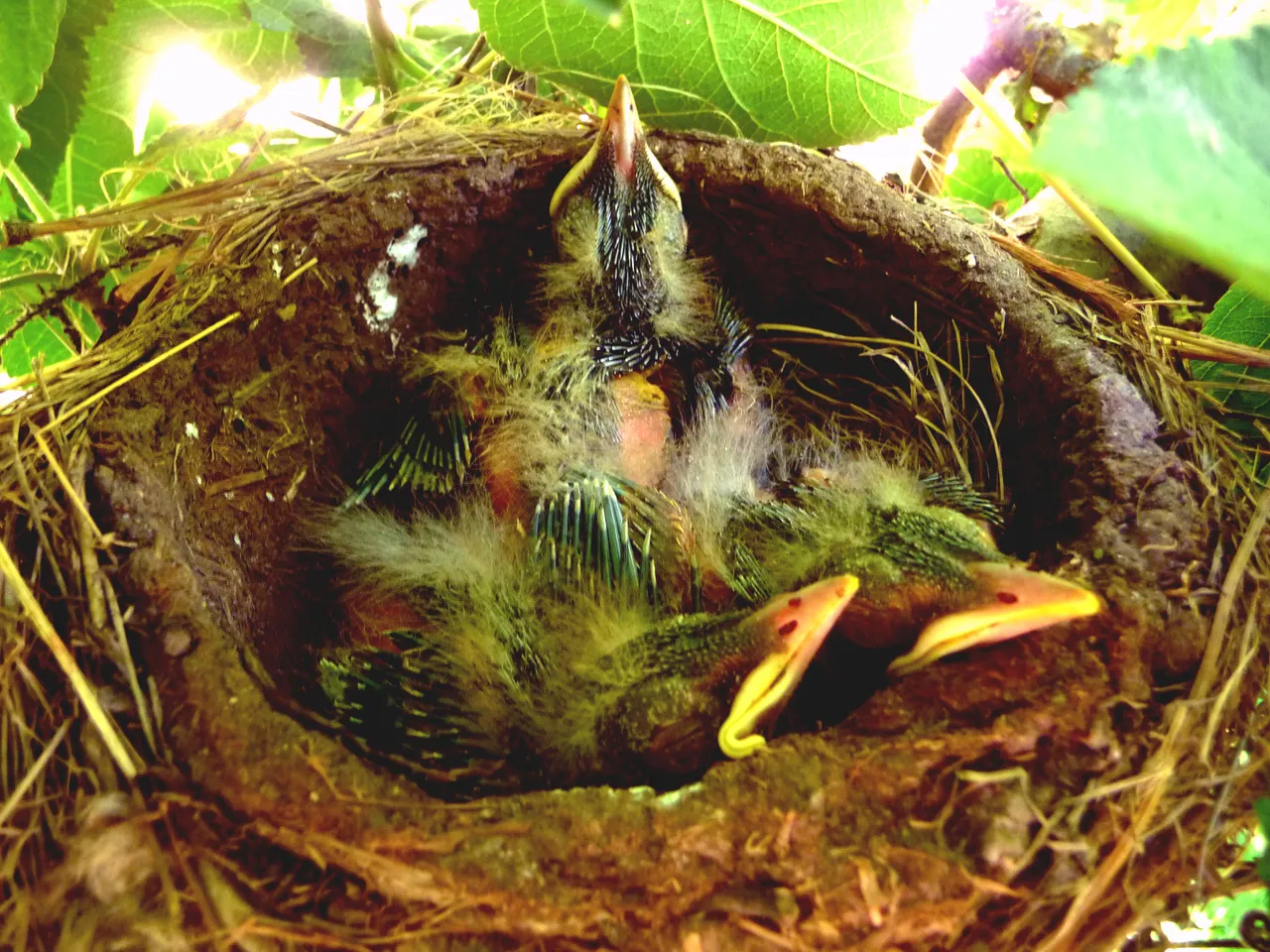 BabyRobins.jpg