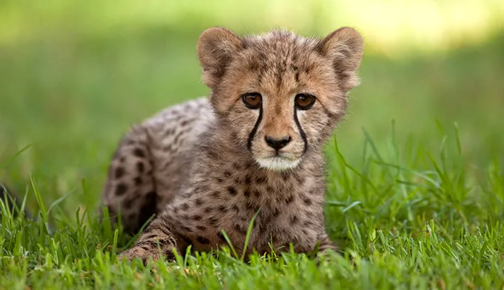 cheetah-02.jpg