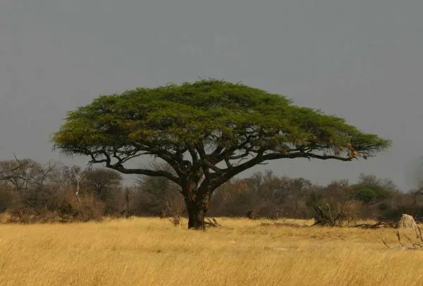 CamelThorn.jpg