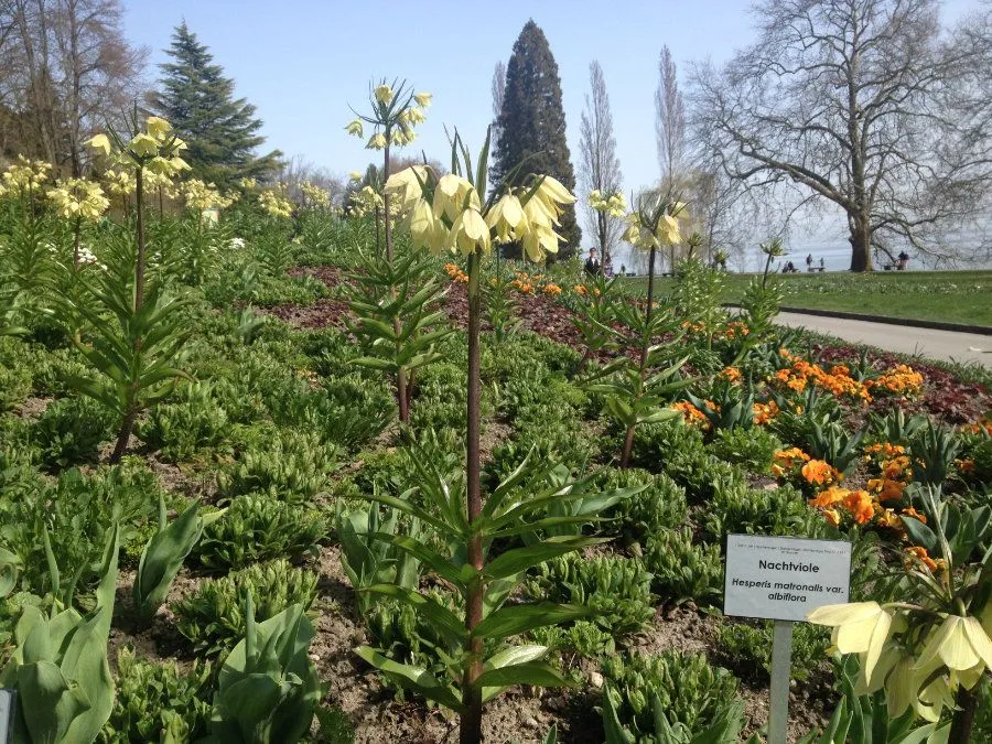 mainau_005.jpg