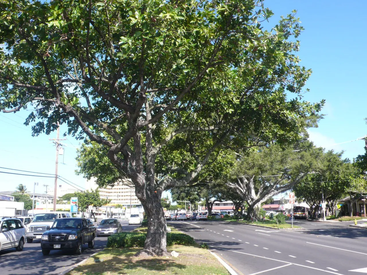 ltrue-tree.jpg