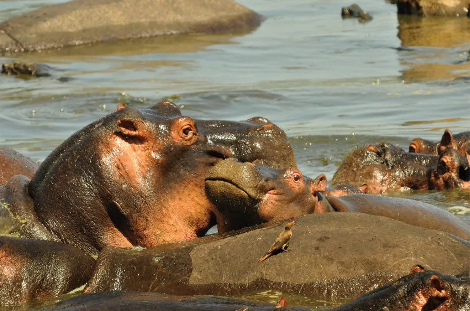 hippo-foto.jpg