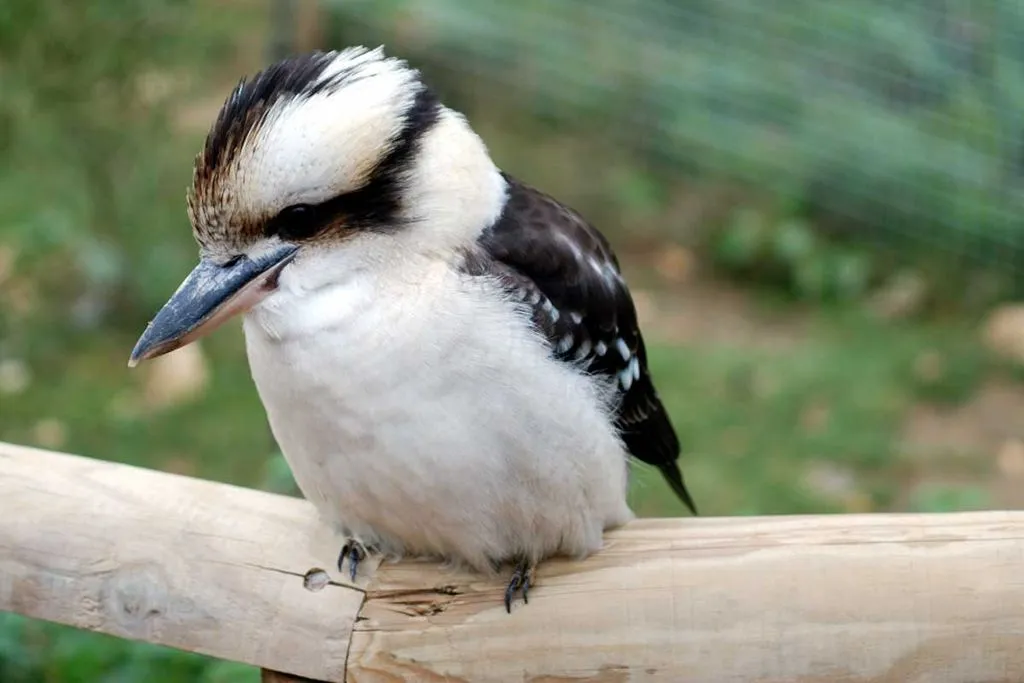 Kookaburra.jpg