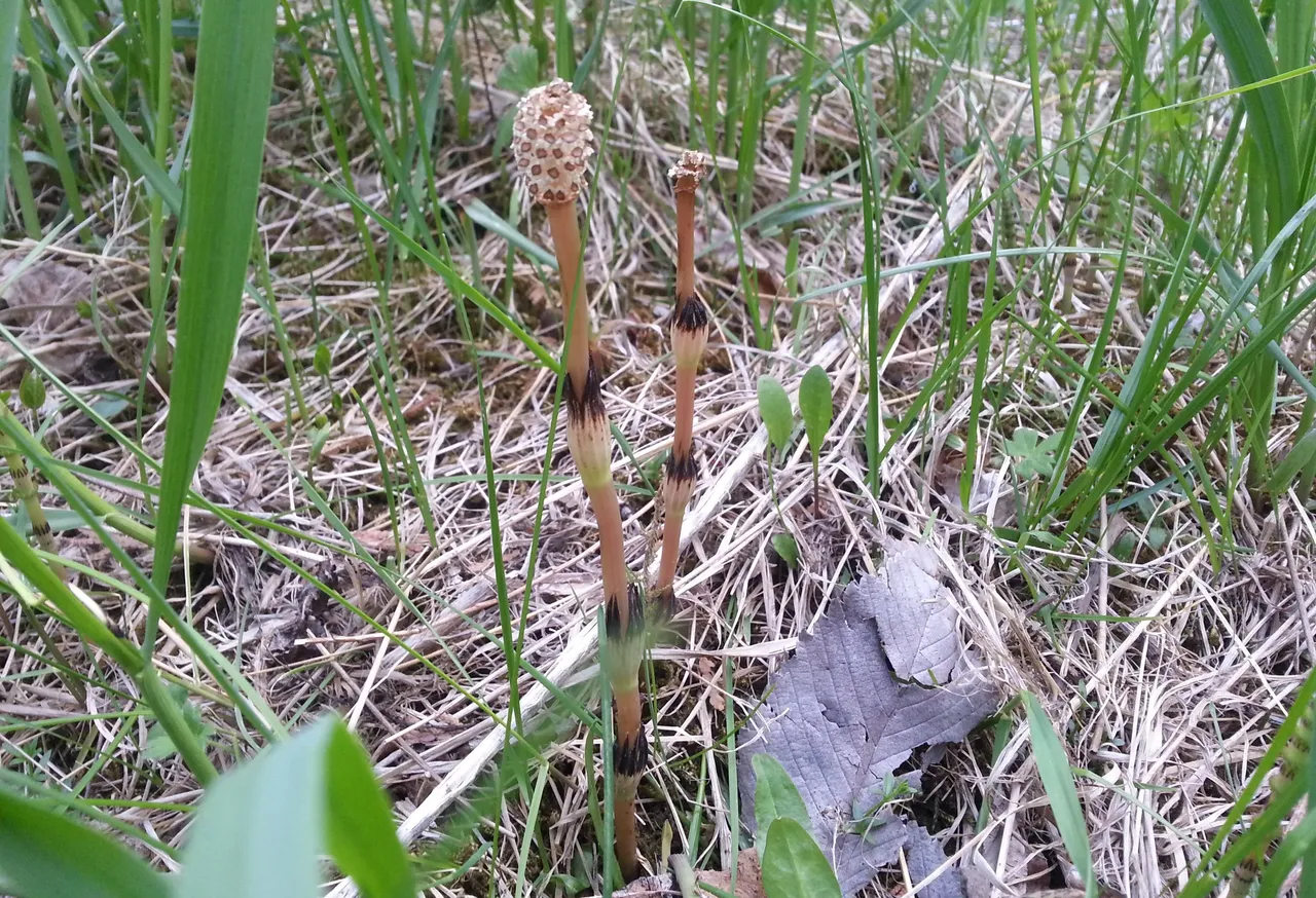horsetail1.jpg