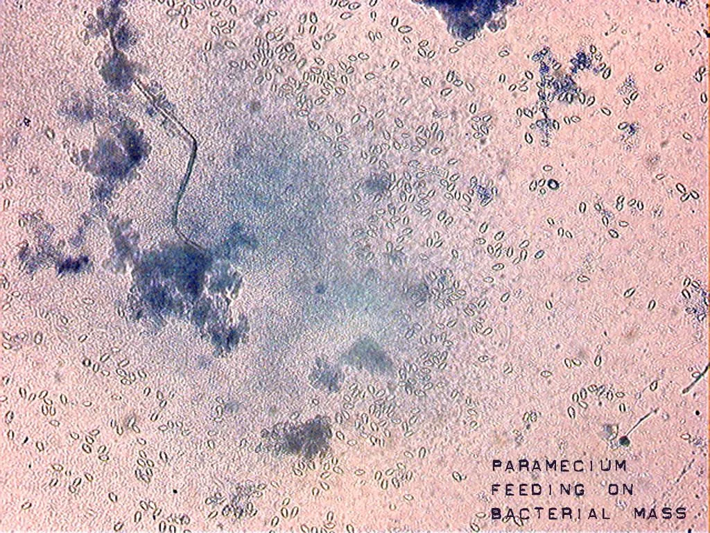 paramecium.jpg