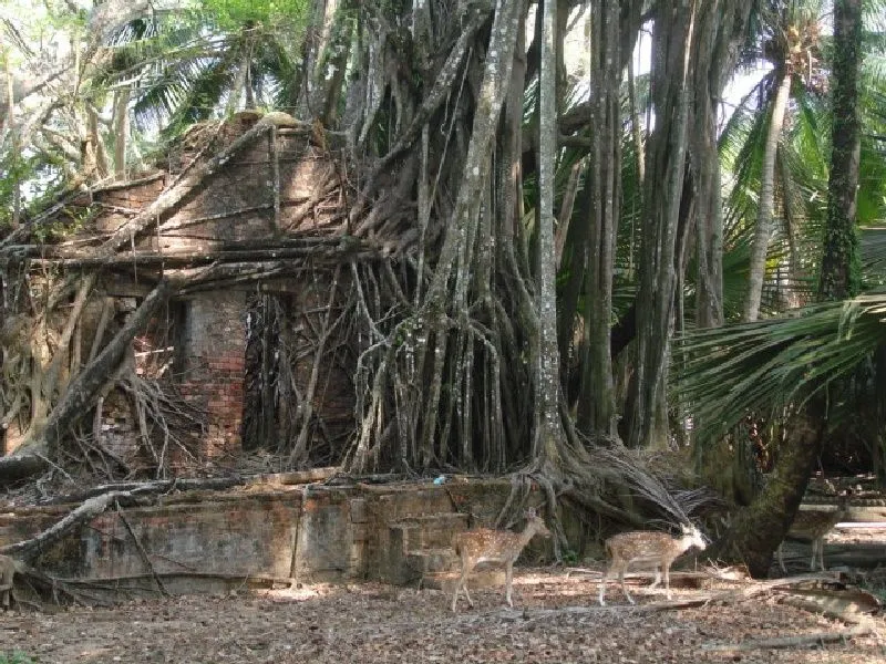treething1.jpg