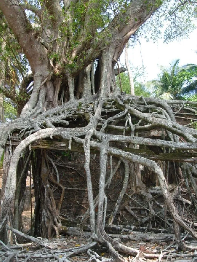 treething3.jpg
