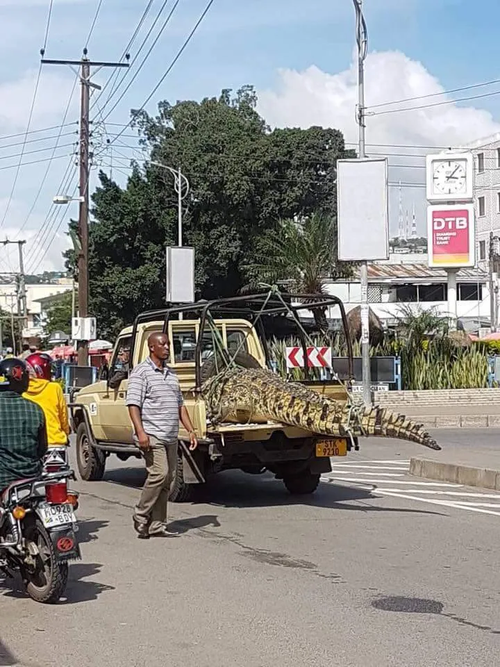Crocodile.jpeg