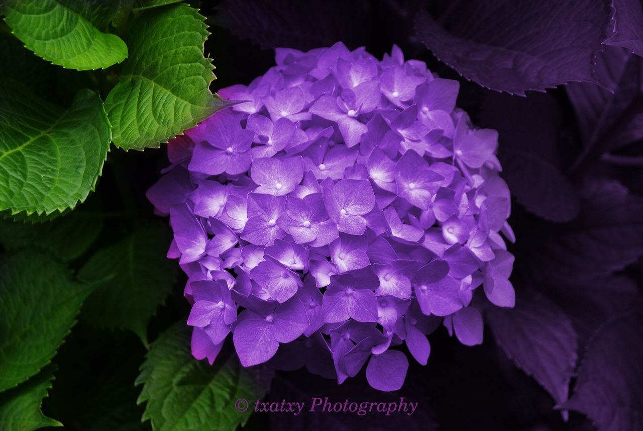 IMGP7986-1.jpg