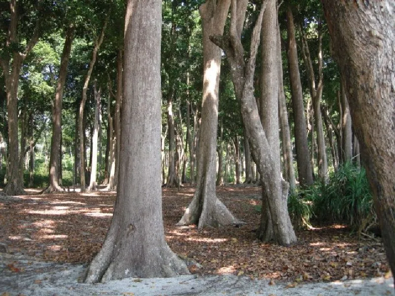 Jungle 1.jpg