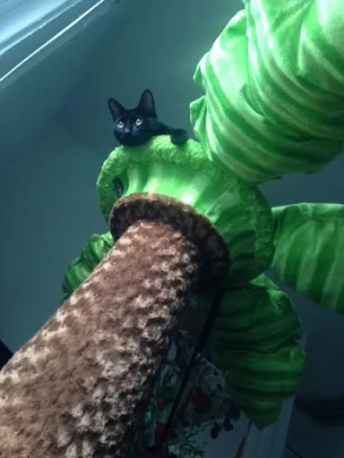 Cat Tree.JPG