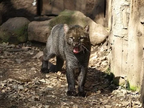 JAGUARUNDI.jpg