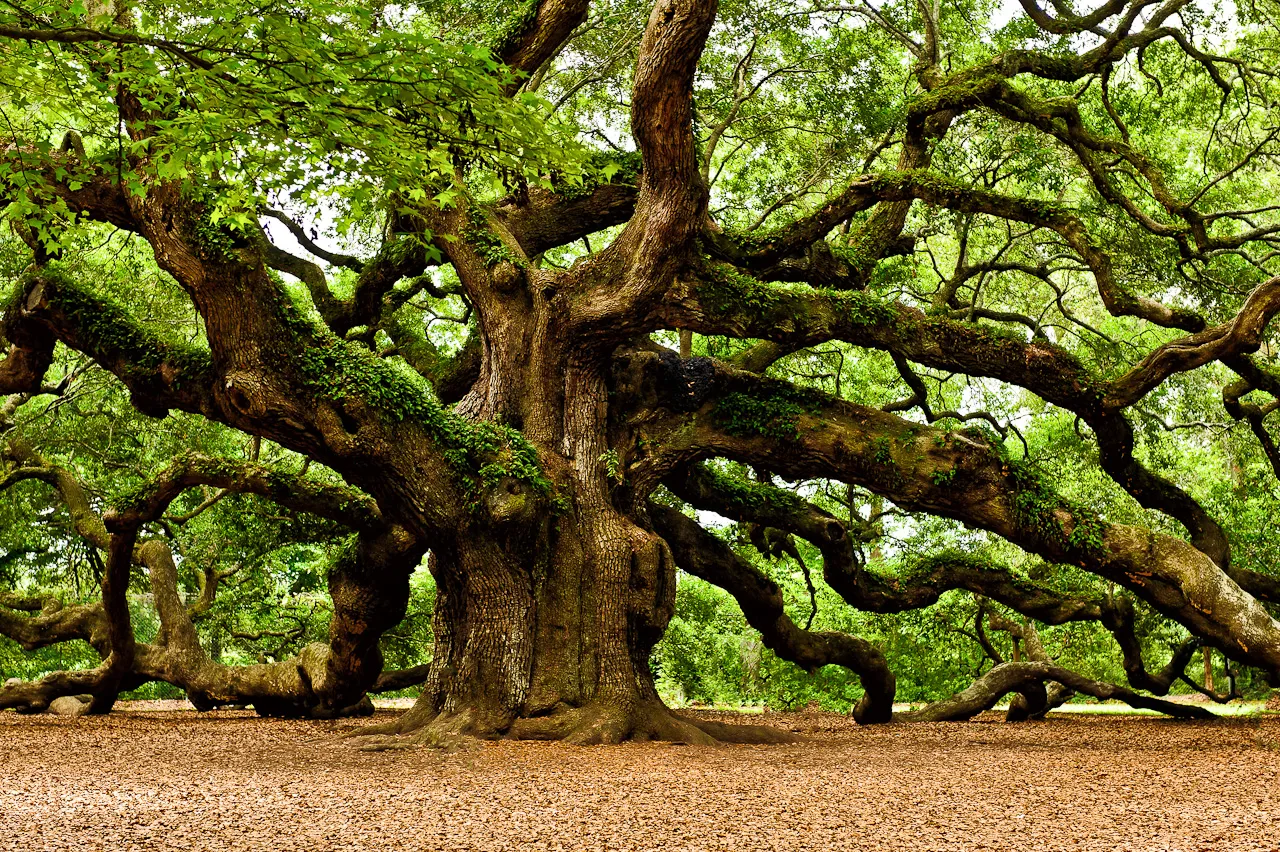 Oak Tree Wallpaper