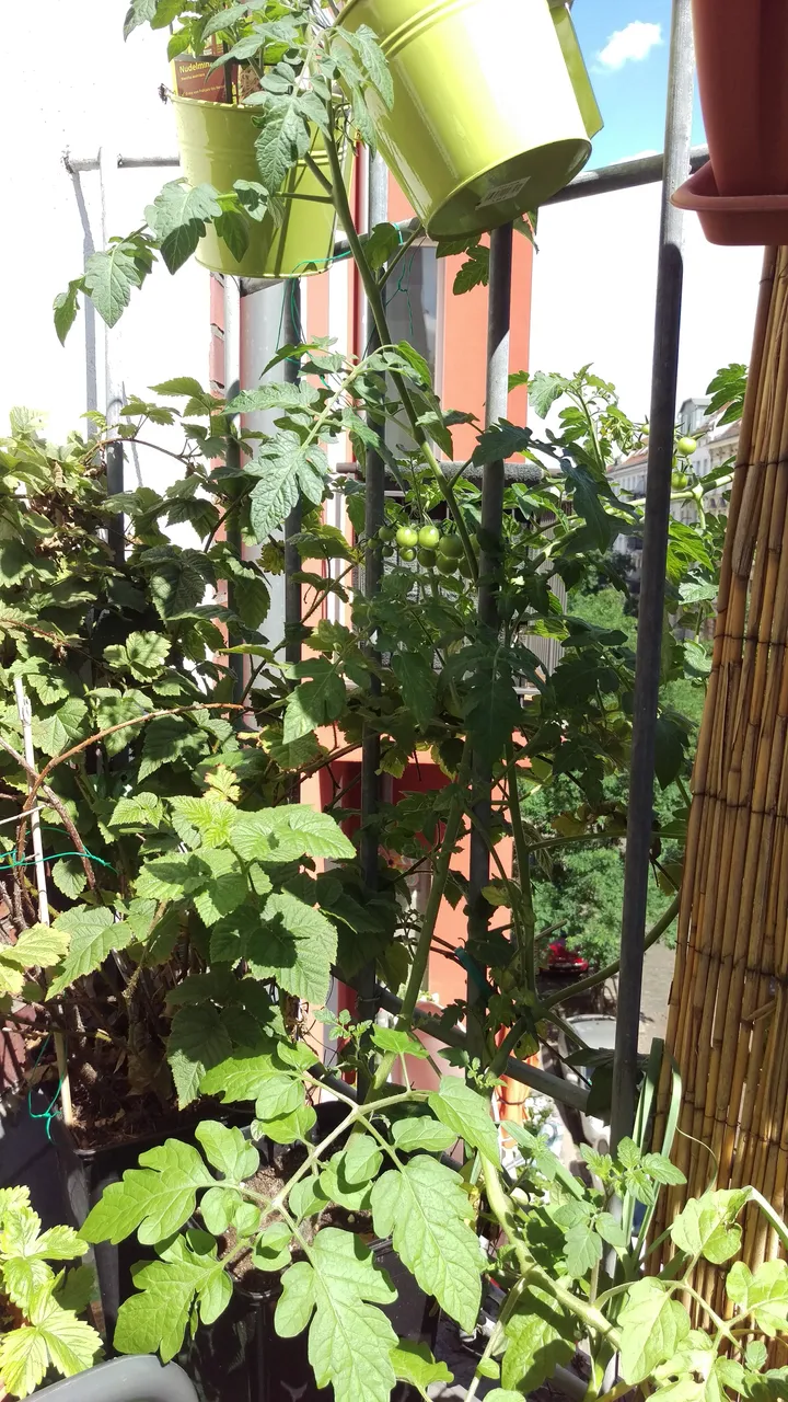 The first tomatoes 2