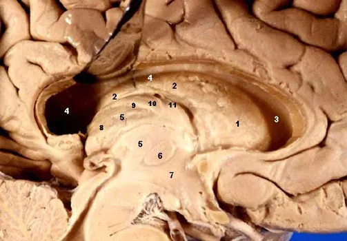 Human_brain_left_dissected_midsagittal_view_description_2-.jpg