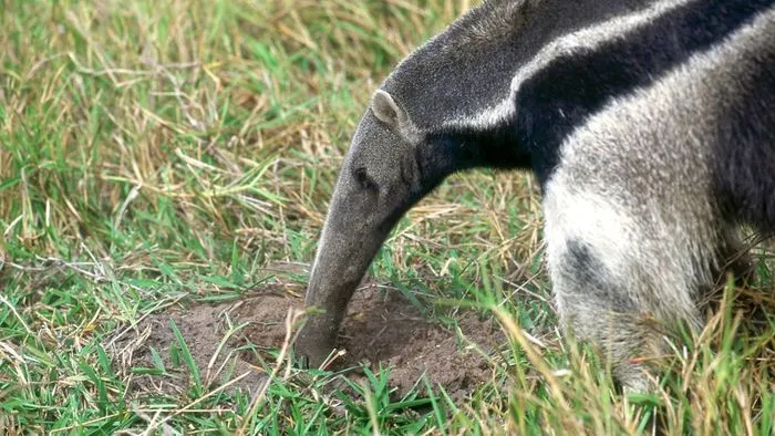 what-do-anteaters-eat_f929611e-4f27-42ee-a551-c23c236c27b4.jpg