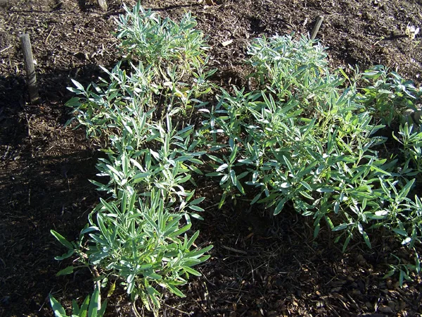 New Herb - Row 5, sage crop September 2019.jpg