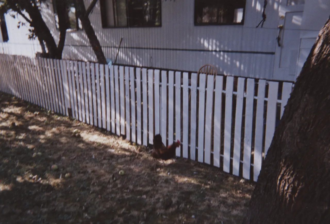 2006-08 Rooster by Tree & then Kyle's yard-1.png