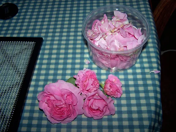 Damascus rose for dehydrator crop  June 2018.jpg