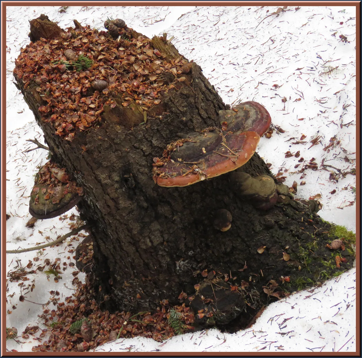 stump in snow  with conch and pine seed chips from squirrel on top.JPG