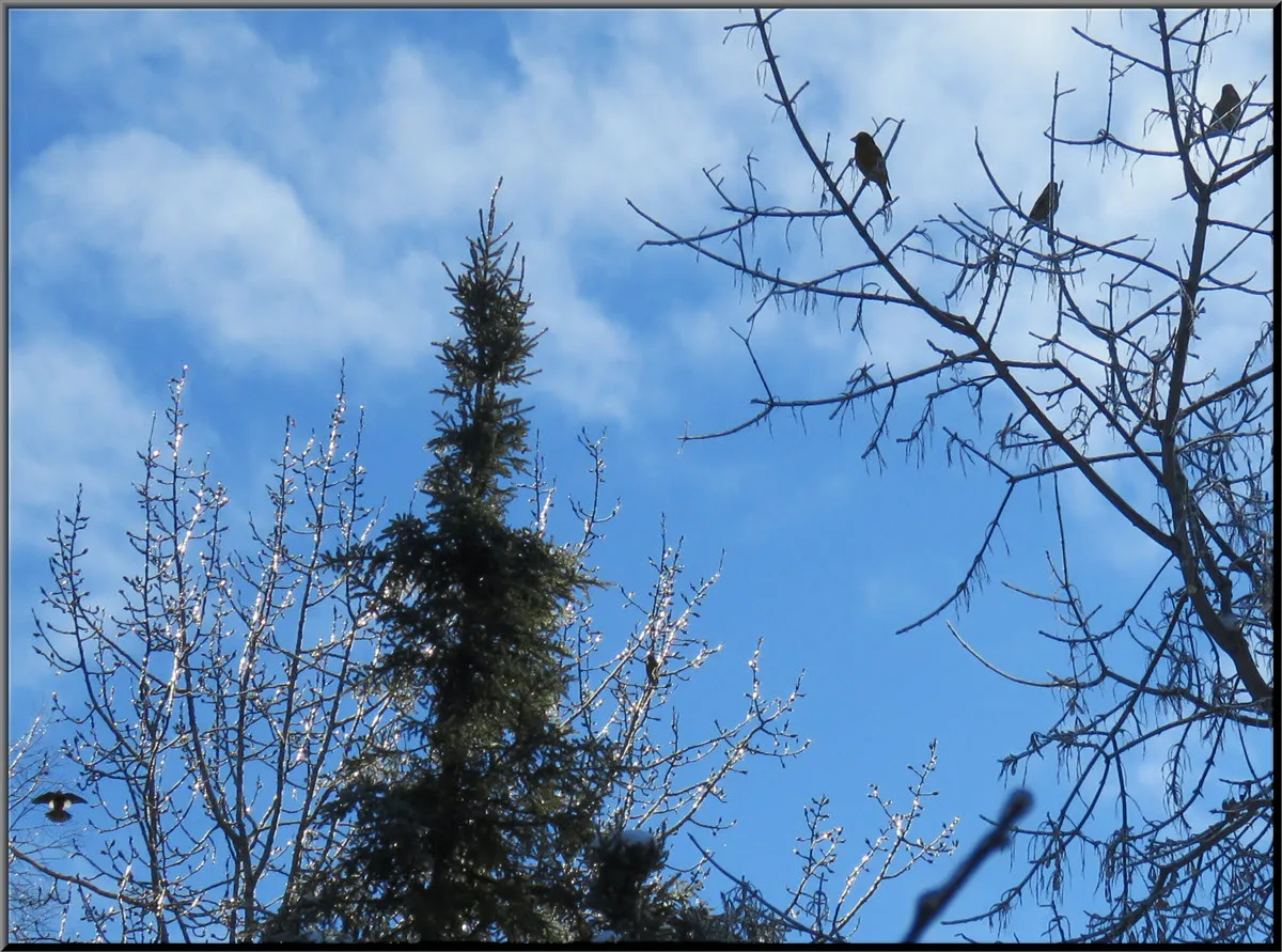 grosbeaks on poplar 1 flying by ice coated poplar behing spruce tree.JPG