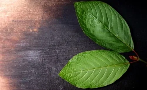 Why should I have used Red Dragon Kratom Powder.JPG