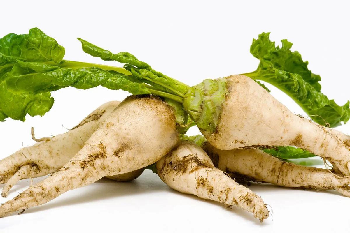 tessenderlo-agrochem-bitki-rehberi-seker-pancari-sugarbeet-048.jpg