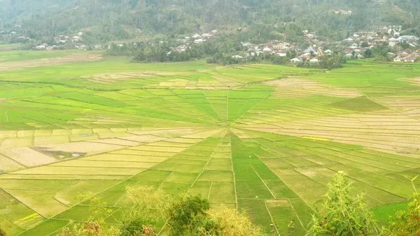 Sawah sarang laba-laba (Spider web rice field) 1.jpg