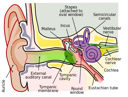 https://commons.wikimedia.org/wiki/File:Anatomy_of_the_Human_Ear