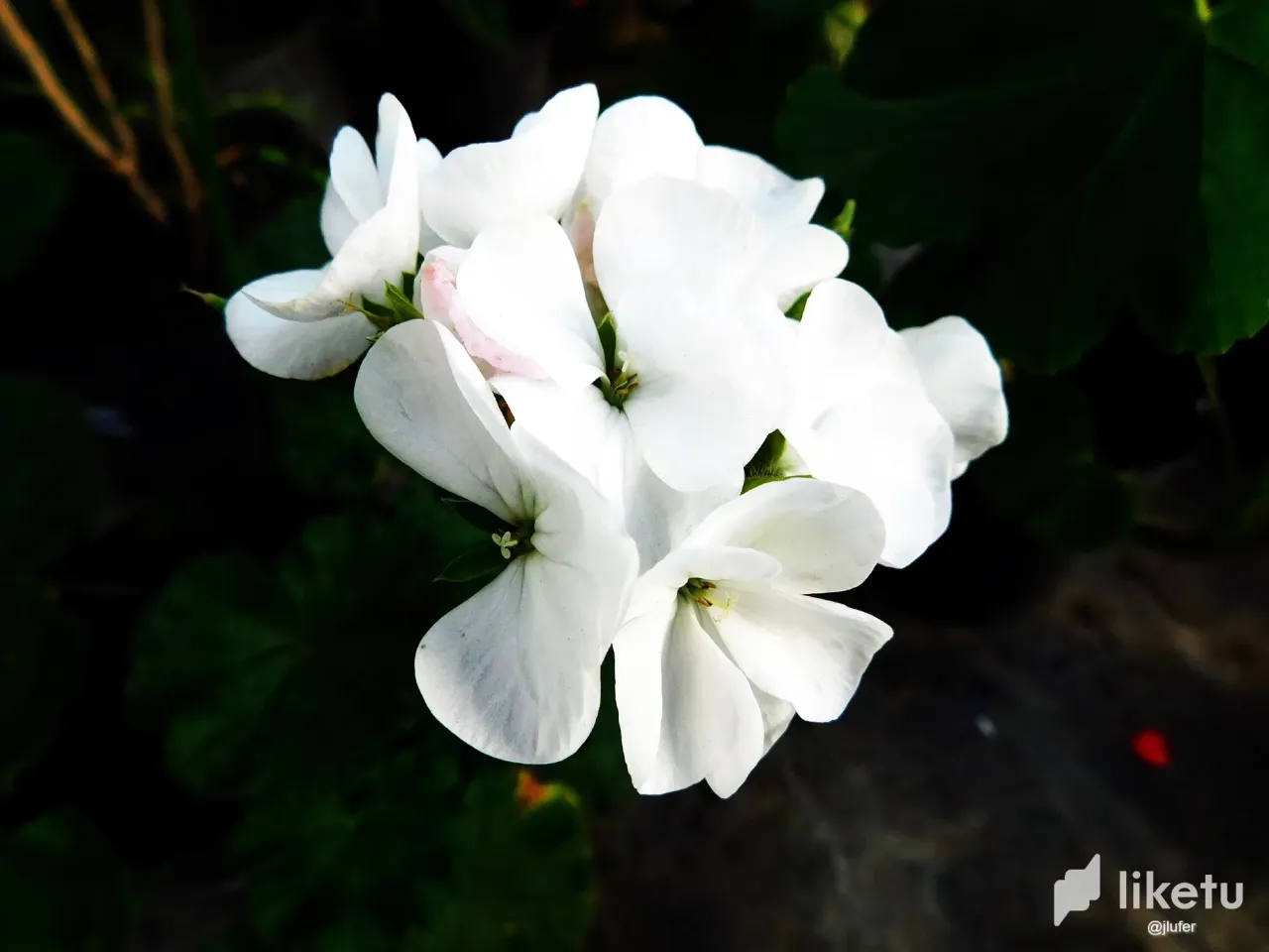 KWRHz8ggPp9dUwqz_DSCN0462.webp