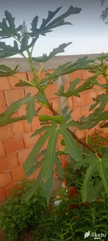 oorYTnvr0coGTowC_smokve_2.webp